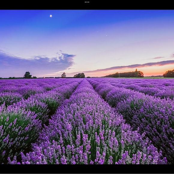 🌱NEW🌱 LAVENDER ESSENTIAL OIL 15ML by YOUNG LIVING ESSENTIAL OILS - Picture 4 of 5